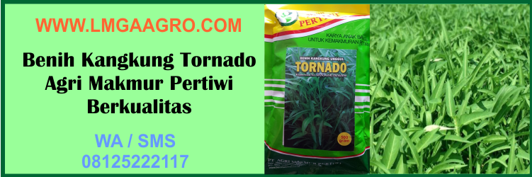 Benih, Kangkung, Tornado, Agri, Makmur, Pertiwi, Berkualitas