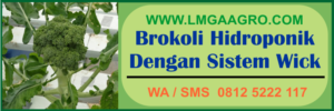 brokoli, hidroponik, sistem, wick