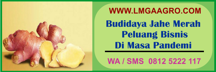 Budidaya, jahe, merah, peluang, bisnis, masa, pandemi