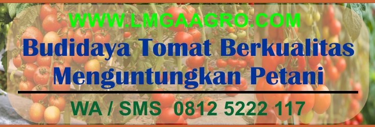 Budidaya tomat, Cara menanam tomat, Tanaman tomat, Jual benih tomat