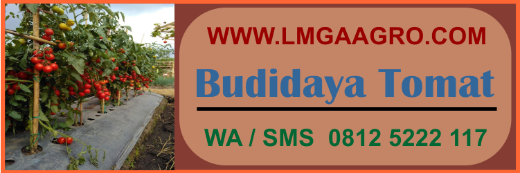 budidaya, tomat, budidaya tomat, jual benih tomat, tanaman tomat