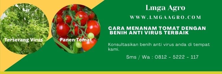 Benih Anti Virus, Akibat serangan virus, Gemini virus, Virus kuning, Lmga Agro