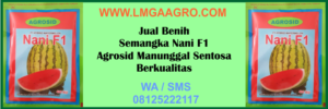 Jual, Benih, Semangka, Nani, F1
