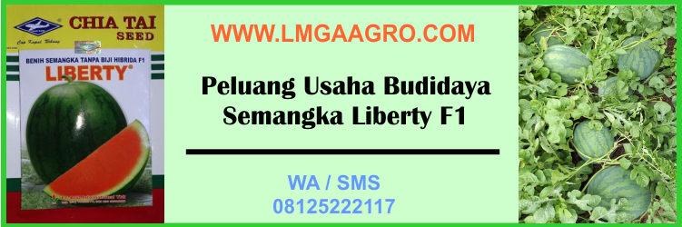 Peluang, Usaha, Budidaya, Semangka, Liberty F1