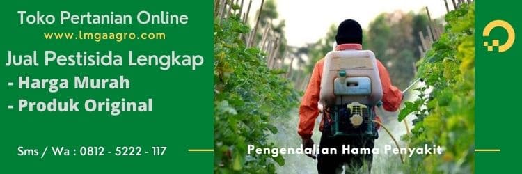 Cara Menanam Tomat, Pengendalan Hama Penyakit, Tanam Tomat, Jual Benih Tomat, Lmga Agro