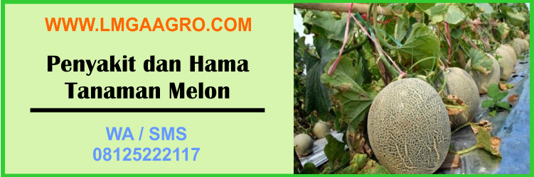 Melon Daity F1, Melin Dainty, Known You Sed, Nelon Orange, Buah Melon, Penyakit, Hama, Tanaman, Melon