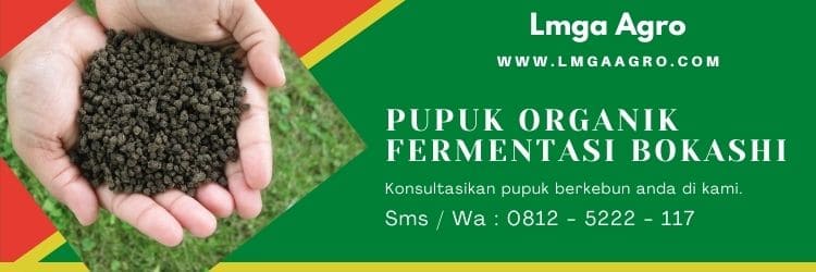 Cara Menanam Tomat, Pupuk Bokashi, Pupuk Fermentasi, Pupuk Organik, Lmga Agro