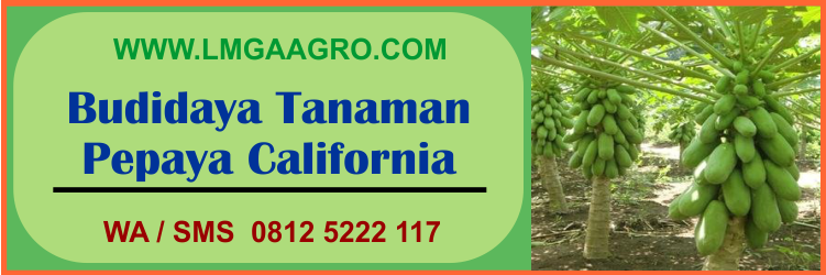 budidaya, tanaman, pepaya, california