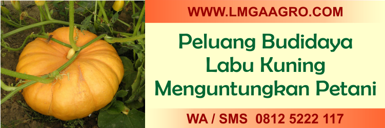 peluang, budidaya, labu, kuning, menguntungkan, petani