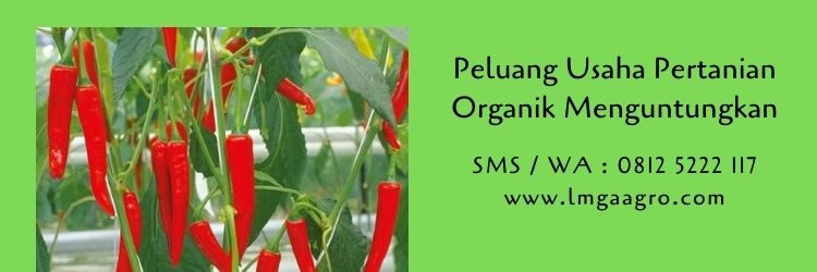budidaya tanaman,pertanian,pertanian organik,pestisida organik,pestisida alami,lmga agro
