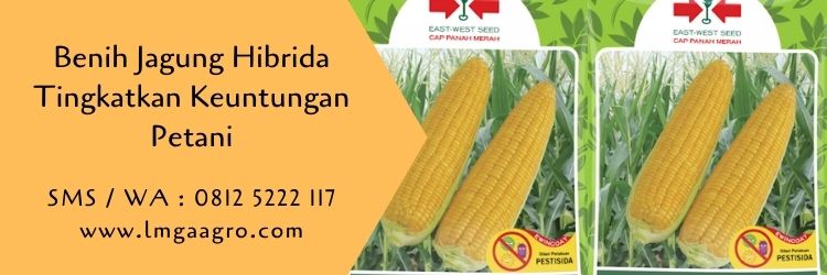 jagung hibrida,benih jagung,petani,budidaya tanaman,pertanian,budidaya jagung,lmga agro