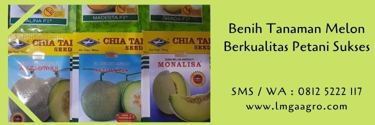 Benih melon,tanaman melon,bibit melon,melon,buah melon,cara menanam melon,lmga agro