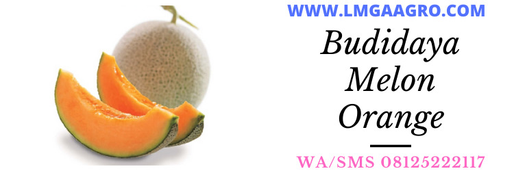 melon orange, budidaya melon, budidaya melon orange, lmga agro, toko pertanian, murah, termurah, toko pertanian, toko pertanian terdekat