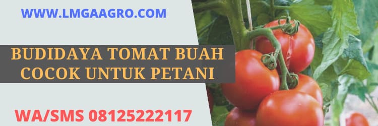 budidaya, budidaya tomat, tomat buah, petani, indonesia, nusantara