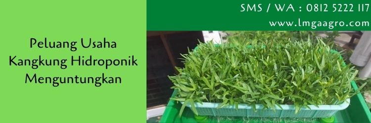 peluang usaha,hidroponik,budidaya tanaman,pertanian,kangkung,kangkung hidroponik,petani,lmga agro