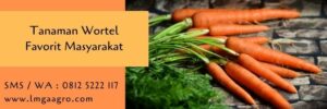 tanaman wortel,budidaya wortel,wortel,pertanian,budidaya tanaman,lmga agro