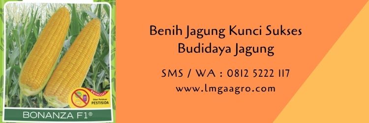 budidaya jagung,benih jagung,pertanian,petani,kunci sukses,jagung hibrida,pemupukan,lmga agro