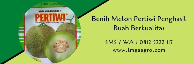 benih melon,melon pertiwi,budidaya melon,petani,budidaya tanaman,lmga agro