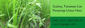 gulma,tanaman gulma,budidaya tanaman,herbisida,racun rumput,petani,lmga agro