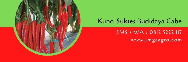 budidaya cabe,benih cabe,bibit cabe,cabe imola,budidaya tanaman,pertanian,petani,lmga agro