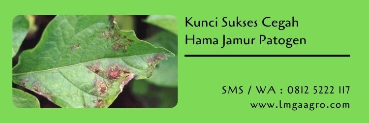 hama tanaman,budidaya tanaman,kunci sukses,jamur,pertanian,fungisida,lmga agro