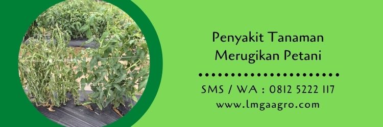 penyakit tanaman,budidaya tanaman,antraknosa,hama tanaman,hama,petani,pertanian,lmga agro