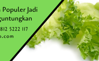 sayur selada,daun selada,selada,benih selada,budidaya tanaman,pertanian,berkebun,lmga agro