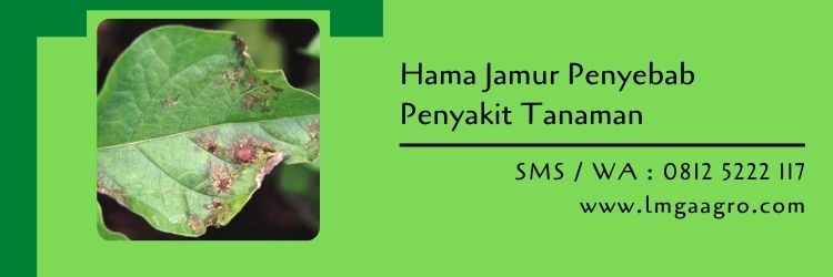 hama tanaman,budidaya tanaman,pertanian,pestisida,fungisida,lmga agro