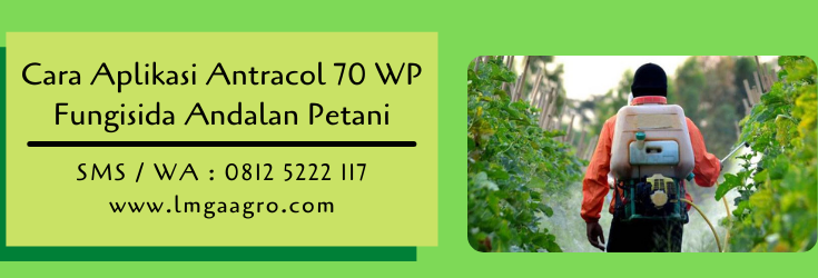 cara aplikasi antracol 70 wp,antracol,fungisida antracol,pestisida,budidaya tanaman,lmga agro