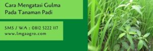 gulma,tanaman gulma,budidaya tanaman padi,herbisida terbaik untuk padi,petani,lmga agro