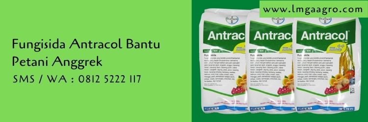 fungisida antracol,antracol,bayer,bayer indonesia,fungisida,petani,tanaman anggrek,lmga agro