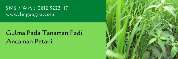 gulma,tanaman padi,petani,budidaya tanaman,pertanian,herbisida,lmga agro