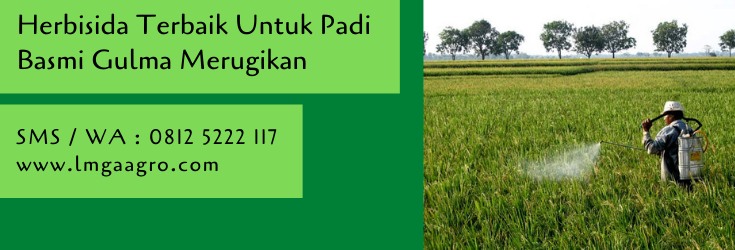 herbisida terbaik untuk padi,herbisida,racun rumput,herbisida padi,budidaya tanaman padi,petani,lmga agro