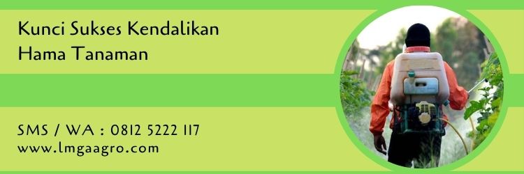 kunci sukses,hama tanaman,budidaya tanaman,pestisida,insektisida,insektisida demolish,manfaat insektisida demolish,toko pertanian,teoko pertanian terdekat,lmga agro
