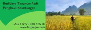 budidaya tanaman padi,insektisida sistemik untuk padi,tanaman padi,petani,lmga agro