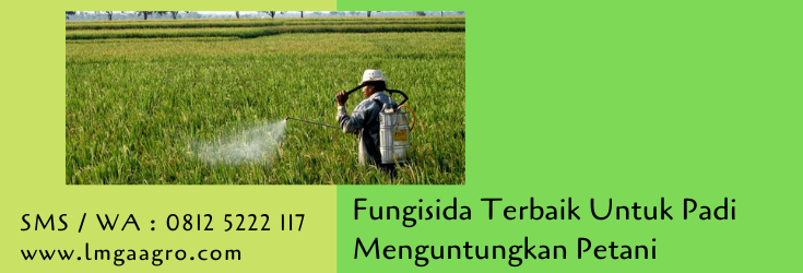 fungisida terbaik untuk padi,petani,fungisida,budidaya tanaman,tanaman padi,lmga agro