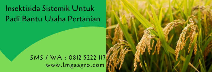 insektisida sistemik untuk padi,insektisida sistemik,tanaman padi,budidaya tanaman,usaha tani,lmga agro