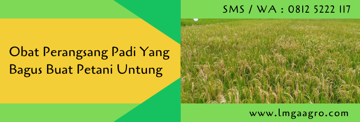 obat perangsang padi yang bagus,petani,tanaman padi,budidaya tanaman padi,pertanian,lmga agro