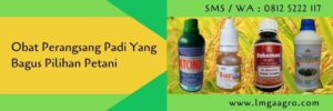 obat perangsang padi yang bagus,budidaya tanaman padi,tanaman padi,pertanian,petani,lmga agro