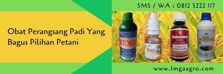 obat perangsang padi yang bagus,budidaya tanaman padi,tanaman padi,pertanian,petani,lmga agro