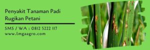 tanaman padi,budidaya tanaman padi,tanaman padi,pertanian,lmga agro