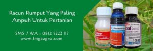 racun rumput yang paling ampuh,racun rumput,herbisida,petani,pertanian