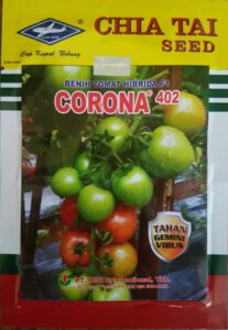 tomat corona 402,benih tomat,budidaya tomat