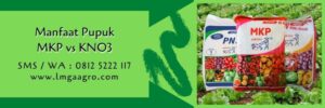 pupuk mkp vs kno3,pupuk tanaman,pupuk,budidaya tanaman,pupuk majemuk,lmga agro