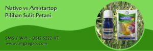 nativo vs amistartop,budidaya tanaman,fungisida,petani,pertanian,lmga agro