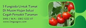 fungisida untuk tomat di musim hujan,budidaya tomat,penyakit tanaman,benih tomat,lmga agro