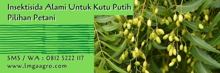 insektisida alami untuk kutu putih,kutu putih,budidaya tanaman,pestisida alami,pestisida organik,lmga agro