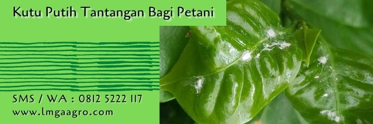 insektisida alami untuk kutu putih,kutu putih,hama tanaman,petani,budidaya tanaman,lmga agro