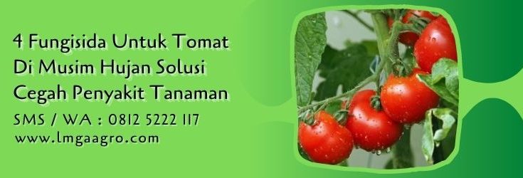 fungisida untuk tomat di musim hujan,fungisida,pestisida,tanaman tomat,budidaya tomat,lmga agro