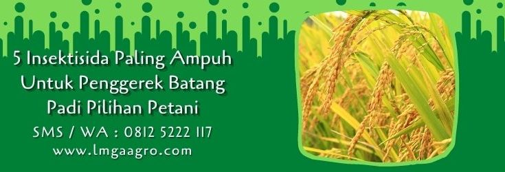 insektisida paling ampuh untuk penggerek batang padi,tanaman padi,budidaya padi,petani,hama tanaman,lmga agro